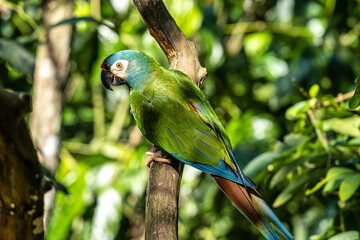 White-eyed Parakeet, Psittacara leucophthalmus in Iguazu National park, Foz do Iguacu, Brazil