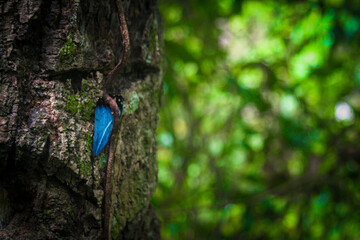 butterfly on a tree, where nature expresses its sadness