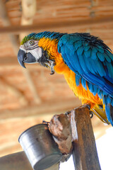 blue and yellow macaw ara © Noha