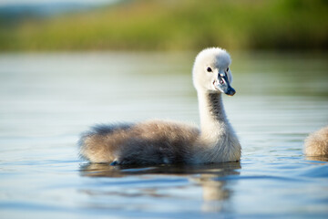 Cute baby Mute swan (Cygnus olor) swimming in a lake on a sunny day
