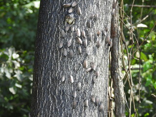 Spotted lanternfly infestation in the woodland forest of the Bohemia River State Park, Cecil...