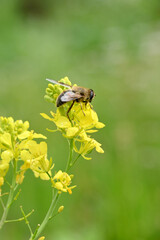 closeup the brown black honey bee hold on mustered yellow flower with plants and leaves in the farm soft focus natural green brown background.