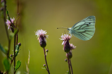 Beautiful rutabaga (Pieris napi) resting on a purple flower