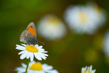 Close-up of a small heath (Coenonympha pamphilus) butterfly resting on a daisy