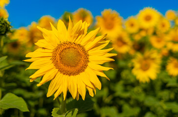 Fototapeta premium Sunflower field in the city 