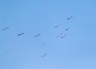 Obraz premium Group of painted storks in blue sky