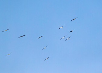 Group of painted storks in blue sky