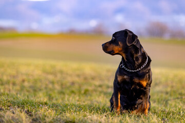 Rottweiler sitting in a field