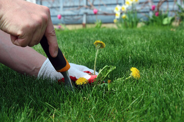 A man  is pulling  dandelion, weeds out from the grass loan otside.
