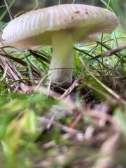 Russula graveolens. Hongos en el jardín