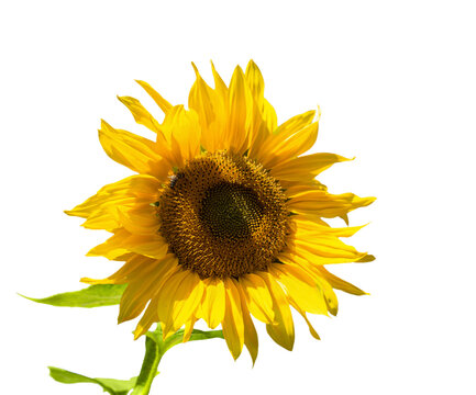 Flower of sunflower isolated . Seeds and oil. Flat lay, top view