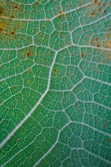 green leaf veins, leaves in springtime, abstract background