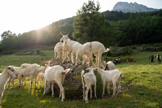 Goats in the mountain at sunset