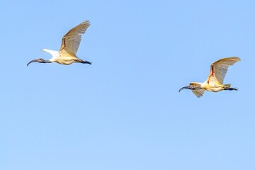 Black headed Ibis birds flying in sky