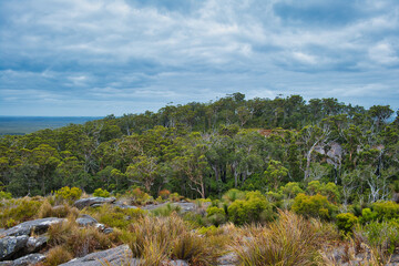 Fototapeta na wymiar Dense forest of karri and marri eucalyptus trees on the lower slopes of Mount Chudalup, a granitic ecological island in D'Entrecasteaux National Park in the south of Western Australia 