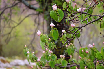 Pink blossoms on quince tree. Selective focus.