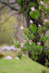 Pink blossoms on quince tree. Selective focus.