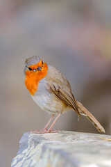 Robin bird or Erithacus rubecula, standing on cliff in the Cactualdea Park in Gran Canaria, Spain.