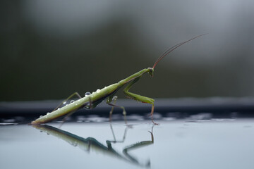 Side view of the green praying mantis. Preying mantis after the rain.