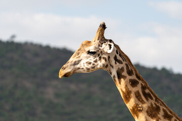 Giraffe portrait of head in the Masaai Mara Reserve, Kenya Africa