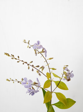 flores lilas de la duranta erecta
