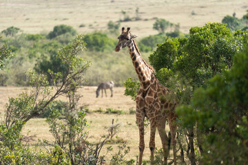 Giraffe stands next to an acacia thorn bush tree in Masaai Mara Reserve in Kenya Africa