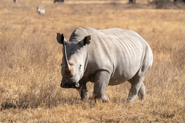 Rhinoceros walks in the grassland of Lake Nakuru National Park Kenya Africa