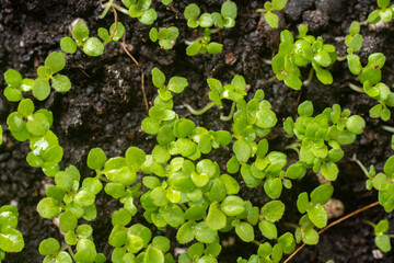 Green leaves of young plants as a background.