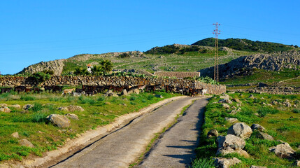 Fototapeta na wymiar Teno Alto volcanic landscape with mountain road and small herd of goats in the background in Tenerife, Canary Islands, Spain.Selective focus. 