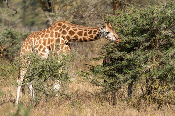 Giraffe eats off an acacia thorn bush in Lake Nakuru National Park Kenya