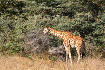 Giraffe eats off an acacia thorn bush in Lake Nakuru National Park Kenya