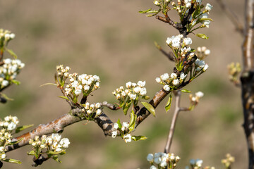 blooming fruittree in spring in Limburg (België)