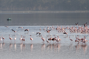 Lots of flamingos in Lake Nakuru National Park, Kenya, Africa