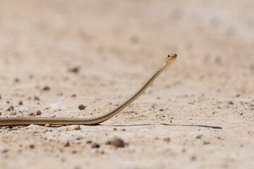 Forskal Sand Snake or Schokari sand racer (Psammophis schokari) in the UAE.