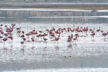 Flock of pink flamingos at Lake Nakuru in Kenya, Africa