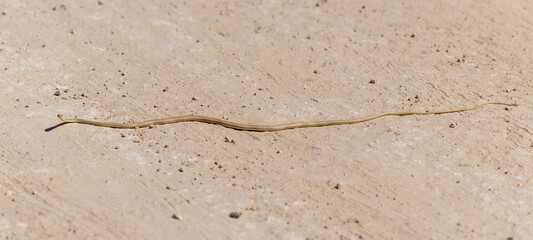 Forskal Sand Snake or Schokari sand racer (Psammophis schokari) in the UAE.