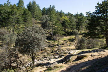 Bosque de Buitrago de Lozoya cercano al río Lozoya