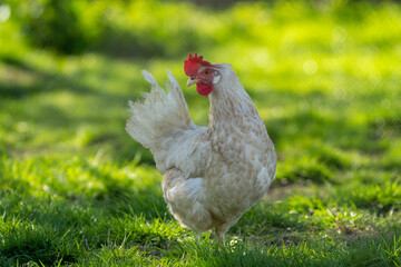 White leghorn chicken / chicken de livorno. the most beautifull italian chicken. Known for giving the most eggs per year