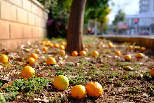 harvest tangerines are lying under the trees on the city street