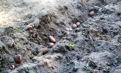 Potatoes lie in the furrow after plowing with a walk-behind tractor. Harvesting potatoes in autumn. Copy space for text