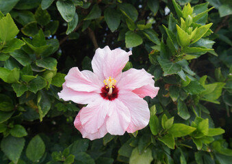 Fototapeta premium Pink color hibiscus flower isolated close-up on a green leaves background 
