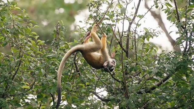 Slow-motion of the monkey jumping from one tree branch to another