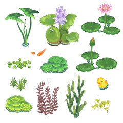 Water plant aquarium set.