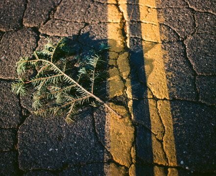 Pine Branch on the Road