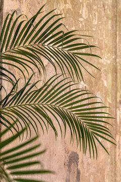 Low saturation green palm tree leaf with its blurred shadow