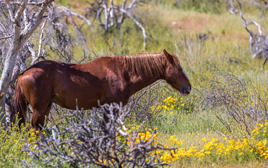 Naklejka premium Wild Horse in Wildflowers Near the Salt River in the Arizona Desert in Springtime