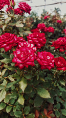 Fototapeta premium Beautiful nature, with flowers and petulas with exorbitant colors, totally romantic seen in a beautiful garden inside a park in Brazil