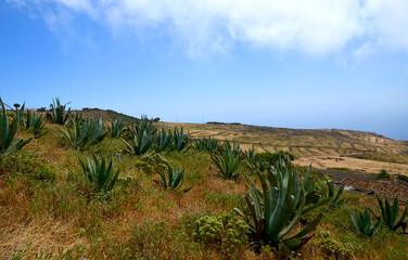 Teno Alto volcanic landscape with Agave americana or Century plants growing wild in Tenerife, Canary Islands, Spain.Selective focus. 