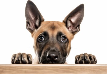 Obraz premium Adorable Belgian Malinois Puppy Peeking Out from Behind White Table with Copy Space, Isolated on White Background. Generative AI.