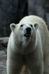 portret of polar bear